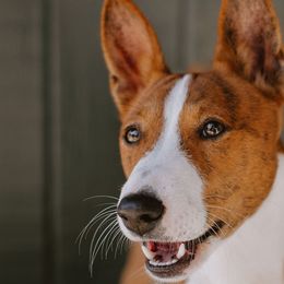 Katsu - Basenji