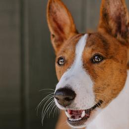 Katsu - Basenji