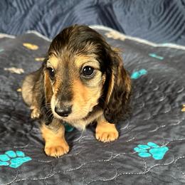 Moxie-  (Piano) - Black and cream female Dachshund puppy in Wolf Lake, Indiana from Canisteo Dachshunds