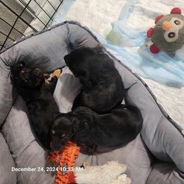 Dachshund and Yorkshire Terrier Puppies from Southern Sweetheart Kennels