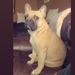 Nani - French Bulldog