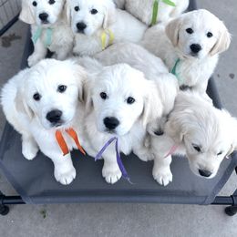 Golden Retriever Puppies from Danehy Goldens