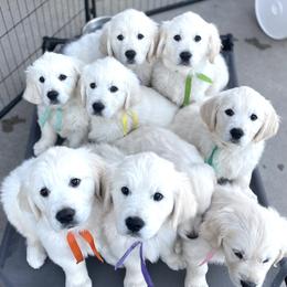 Golden Retriever Puppies from Danehy Goldens