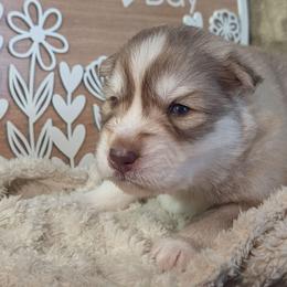 Twix - Red and white male Siberian Husky puppy in Coshocton, Ohio from Wyant Farms