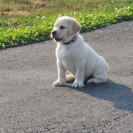 Yellow Female - Yellow female Labrador Retriever puppy in Yelm, Washington from Prince Labradors