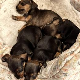 Companion Cross, Dachshund, and Miniature Schnauzer Puppies from Sheri Lauritsen
