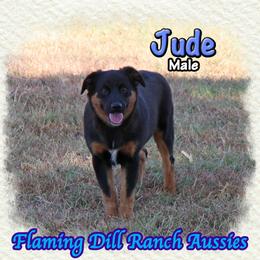 Jude - Black tri male Miniature Australian Shepherd puppy in Forestburg, Texas from Flaming Dill Ranch Aussies