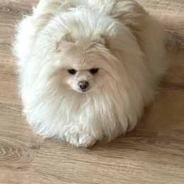 Diana - Pomeranian