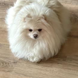 Diana - Pomeranian