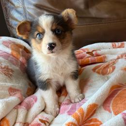 Scarlett - Liver and white female American Corgi puppy in Graham, Texas from Wild West Corgis
