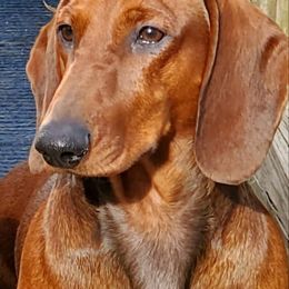 Dachshund All Grown Up from Woodshafen