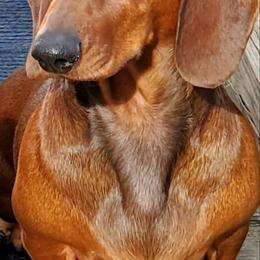 Dachshund All Grown Up from Woodshafen
