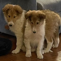 Collies from CLD Collie Patch