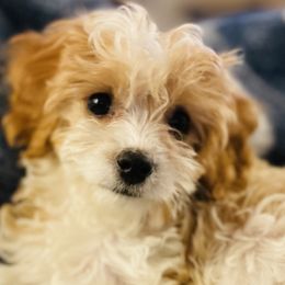 Cavapoos from CavapooDreams