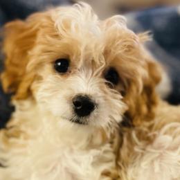 Cavapoos from CavapooDreams