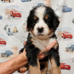 Sally - Black rust and white female Bernese Mountain Dog puppy in Box Elder, South Dakota from Pleasant Lake Bernedoodles & BMDs