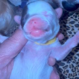 Forest - Chocolate, tan and white male Yorkshire Terrier puppy in Tangipahoa County, Louisiana from Riche’ Louisiana Yorkies