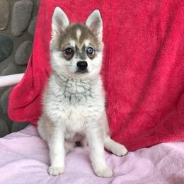 Alaskan Klee Kai and Pomsky Puppies from Icelandic Thunder