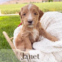 Janet - Cream female Goldendoodle puppy in Melba, Idaho from KZ Doodles