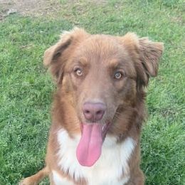 Australian Shepherds from Down Under Pups