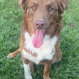 Australian Shepherds from Down Under Pups