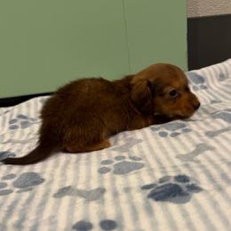 Mars - Chocolate and tan male Dachshund puppy in Irving, Texas from DFW Dachshunds by G & S