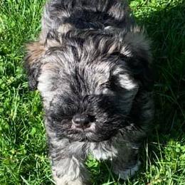 Miniature Schnauzers from Schnauzers Castle