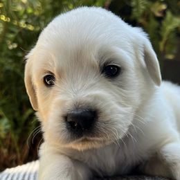 Golden Retrievers from The Purrfectpups