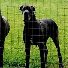 Remington - Great Dane