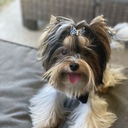 Biewer Terrier and Yorkshire Terrier Puppies from York Town California