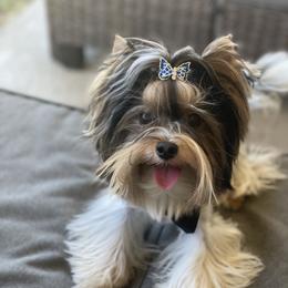 Biewer Terrier and Yorkshire Terrier Puppies from York Town California
