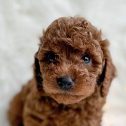 Cavapoos from Climate City Cavapoos