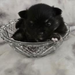 Clover - Black and tan female Pomeranian puppy in Riesel, Texas from Petite Poms