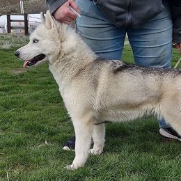 Midna - Siberian Husky