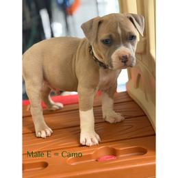Male E - Blue fawn male American Pit Bull Terrier puppy in Pensacola, Florida from Alpha Alliance Kennels