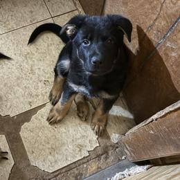 Female - Bi-color female German Shepherd puppy in Centralia, Illinois from Janices AKC German Sheperds LLC