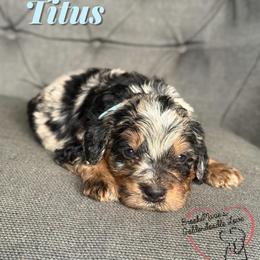 Titus - Tri-color male Bernedoodle puppy in Vernon Center, Wisconsin from BrookeMarie’s Goldendoodle Love