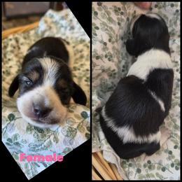 Black and Tan Piebald - Piebald female Dachshund puppy in Panama City Fl, Florida from Southern Bliss Doxies