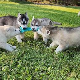 Siberian Husky Puppies from Kentucky Huskies