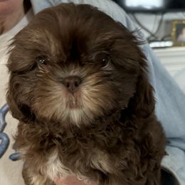 Peanut - Shih Tzu puppy from Bows and Bot Ties