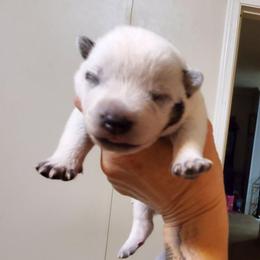 Cheek mark - Blue speckled male Australian Cattle Dog puppy in Lenoir, North Carolina from Blue Coyote Ranch