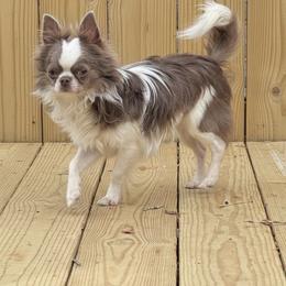 Apollo - Chihuahua