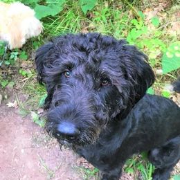 Luna - Labradoodle