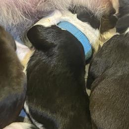 Girl 8 - Black and white female Sheepadoodle puppy in Rocky Point, North Carolina from CelticDoods