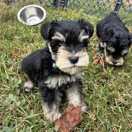 Blue - Black and silver male Miniature Schnauzer puppy in Sparta, North Carolina from New River Miniature Schnauzers and Anatolians