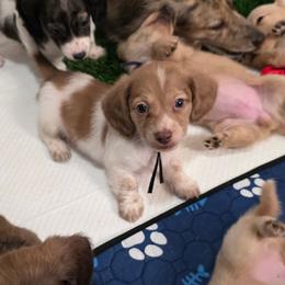 Sam 3000 - Piebald male Dachshund puppy in Gatesville, Texas from CJ's Dach Dynasty