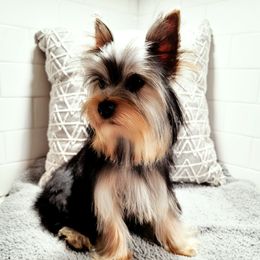 Vader - Yorkshire Terrier