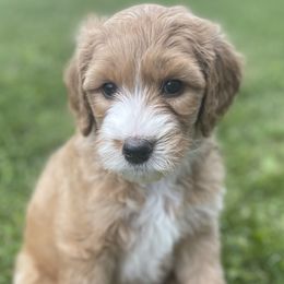 Bernedoodles and Poodles from Ohio Doodles N Poodles