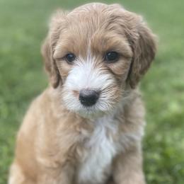 Bernedoodles and Poodles from Ohio Doodles N Poodles
