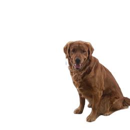 Ruby - Golden Retriever